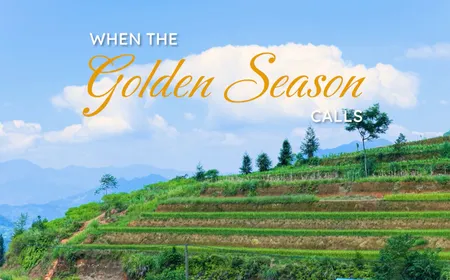 When the Golden Season Calls | Vibes of Vietnam
