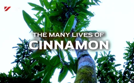 The Many Lives of Cinnamon | Vibes of Vietnam