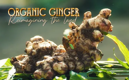 Organic gingers - Reimagining the land | Local Towards Global