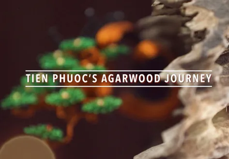 The Scent of Tien Phuoc Agarwood - Vibes of Vietnam