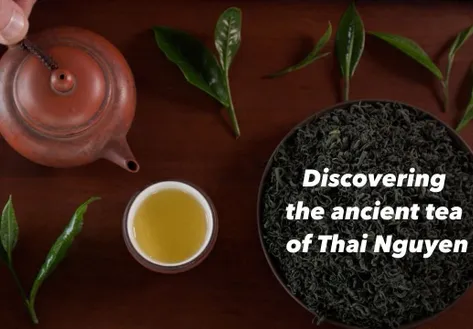 Discovering the ancient tea of Thai Nguyen - Vibes of Vietnam