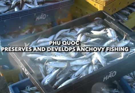 Phu Quoc preserves and develops anchovy fishing - Vibes of Vietnam