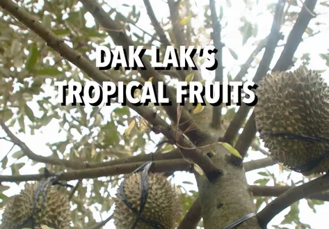 Dak Lak's Tropical fruits - Fine Cuisine