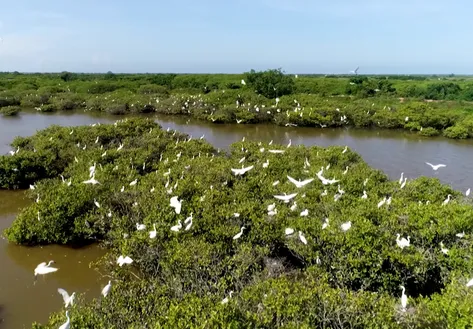 Xuan Thuy National Park - Vietnam's First Ramsar Site