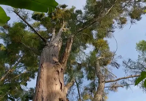 Preservation of rare water conifers - Vibes of Vietnam