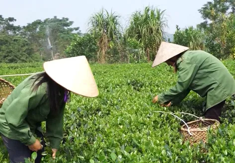 The Flavour of the Land of Tea - The Rhythms of Vietnam