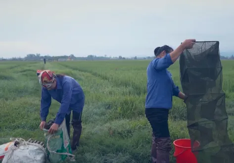 Traditional Field Eel Catching in Nghe An
