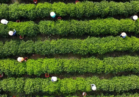 Vietnam's finest tea | Local Towards Global