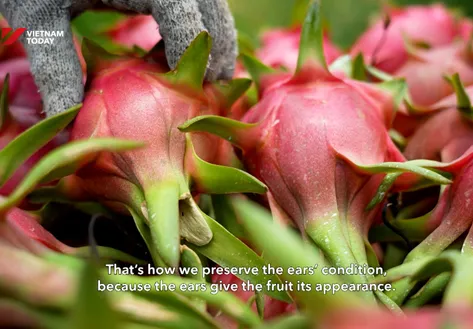 Lam Dong's red jewel - Journey to the world | Local Towards Global