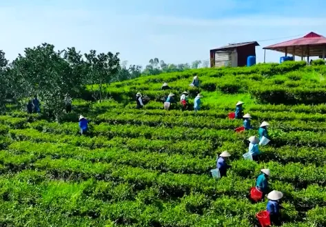 Phu Tho tea elevated in global market