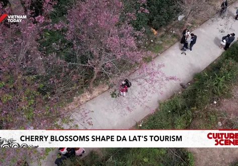 Cherry blossoms shape Da Lat's tourism