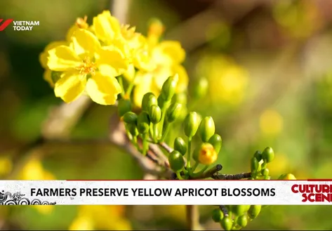 Preserving yellow apricot blossoms