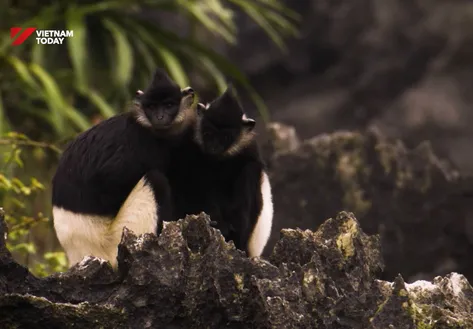 Delacour's langur - Treasure of Vân Long | Echoes of the Wild