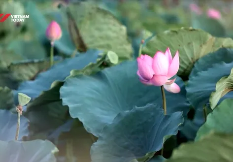 Visit the land of pink lotuses | Vibes of Vietnam
