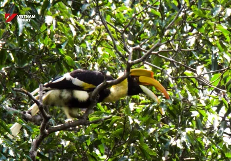 Breath of the Emerald Forest | Echoes of the Wild