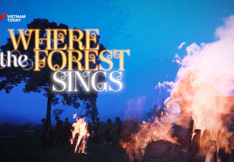 Where the forest sings | Discovery