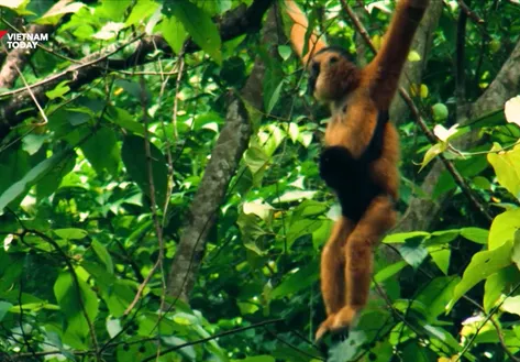 Reviving the Cao Vít gibbon | Echoes of the Wild