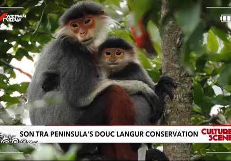 Sơn Trà Peninsula's douc langur conservation