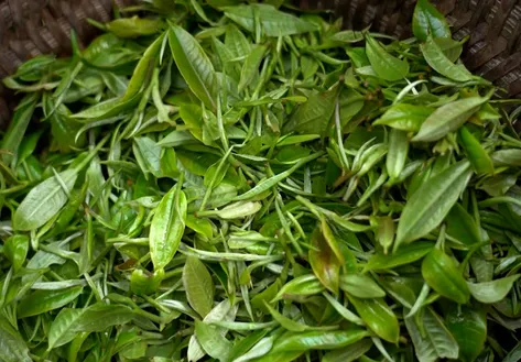 The one who awakened Shan Tuyết tea in Na Hang | Vibes of Vietnam