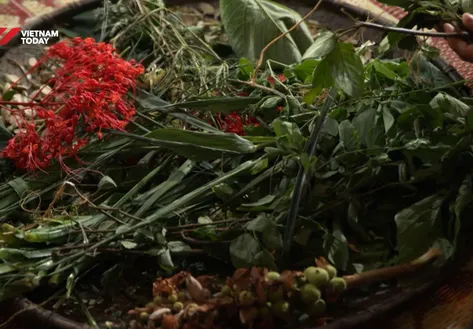Lào Cai promotes potential of Medicinal Plants and Traditional Medicine Wisdom | Vibes of Vietnam