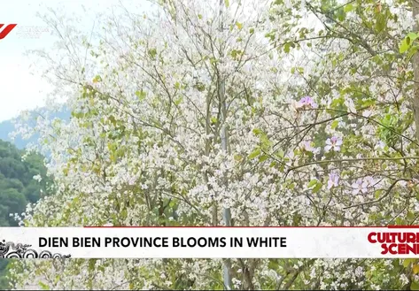 Điện Biên province blooms in white