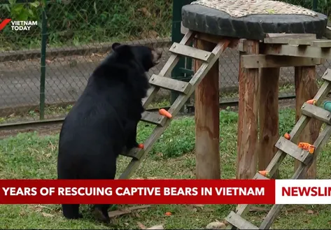 20 years of rescuing captive bears in Việt Nam