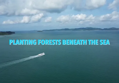Planting forests beneath the sea | Vibes of Vietnam