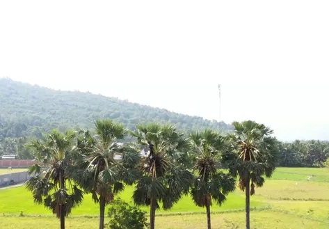 The sweetness above | Vibes of Vietnam