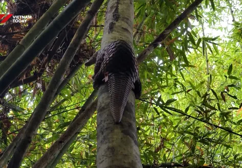 Local Communities Step Up Forest Protection | Vibes of Vietnam