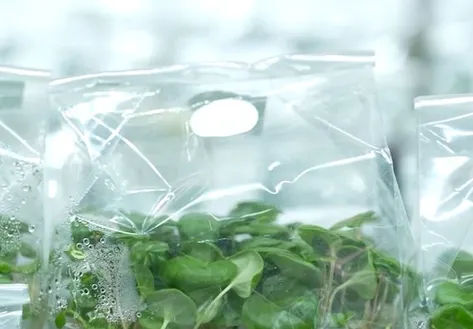 Seeds "sprouting" from technology