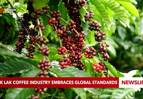 Đắk Lắk coffee industry embraces global standards