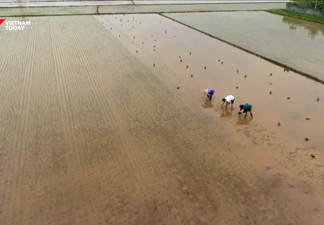 Rice Aroma, Rural Soul | VIBES OF VIETNAM