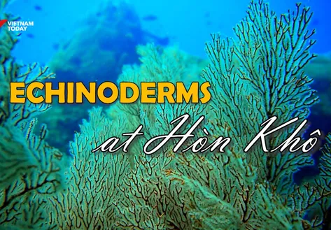 Ocean Mysteries - Echinoderms At Hòn Khô | Insights