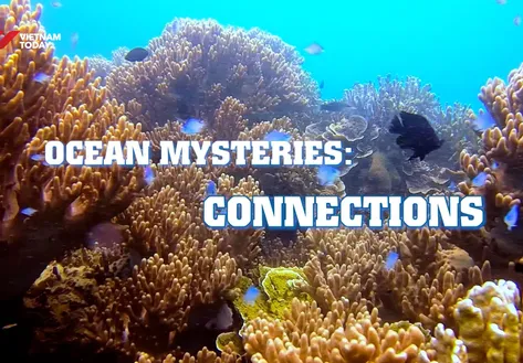 Ocean Mysteries: Connections | Insights