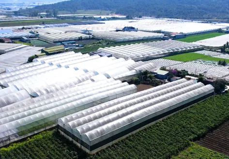 From Local Greens to Global Dreams | Local Towards Global