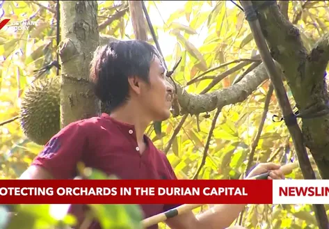 Protecting orchards in the durian capital