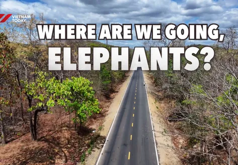 Where Are You Going, Elephants? | I-Report