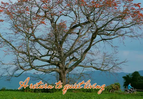 A return to quiet living | The Lens