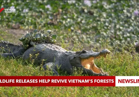 Wildlife releases help revive Việt Nam's forests