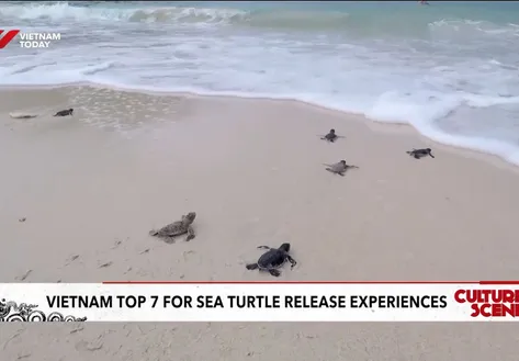 Việt Nam top 7 for sea turtle release experiences