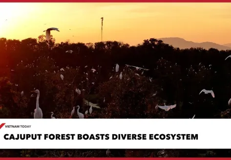 Cajuput forest boasts diverse ecosystem