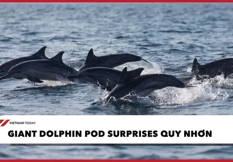 Giant dolphin pod surprises Quy Nhơn