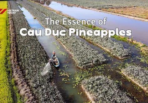The Essence of Cầu Đúc Pineapples | Vibes of Vietnam