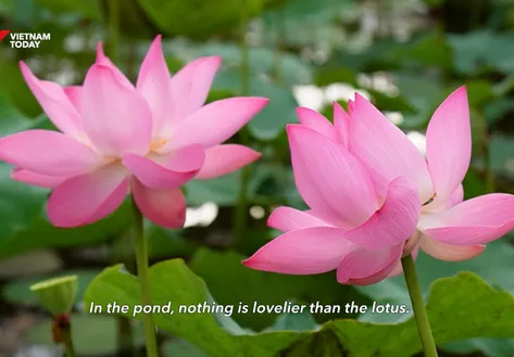 Lotus Season in the Wetlands | Vibes of Vietnam