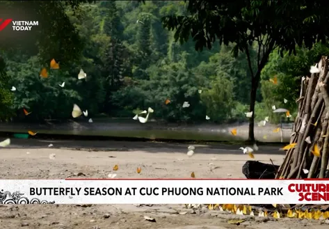 Butterfly season at Cúc Phương National Park