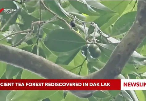 Ancient tea forest rediscovered in Đắk Lắk