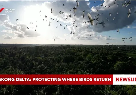 Mekong Delta: Protecting where birds return