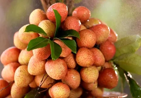 Poor harvest, higher standards for Bắc Ninh lychees