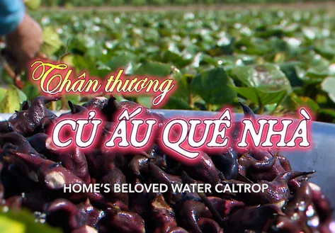 Home’s Beloved Water Caltrop | Vibes of Vietnam