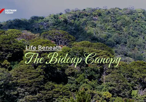 Life Beneath the Bidoup Canopy | Echoes of the Wild